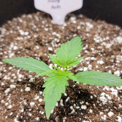 Barneys Farm Runtz Auto Indoor growlog timeline photo