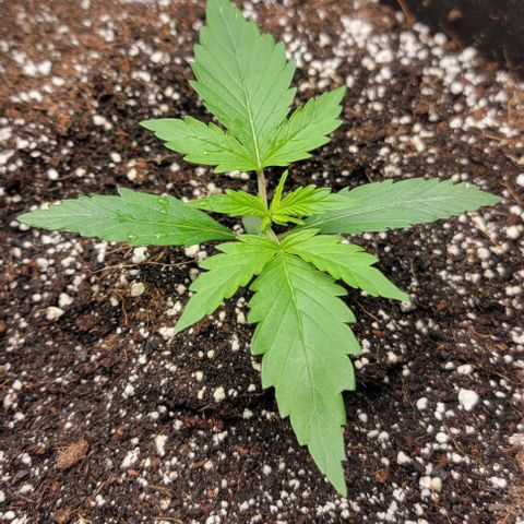 Barneys Farm Runtz Auto Indoor growlog timeline photo