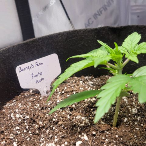 Barneys Farm Runtz Auto Indoor growlog timeline photo