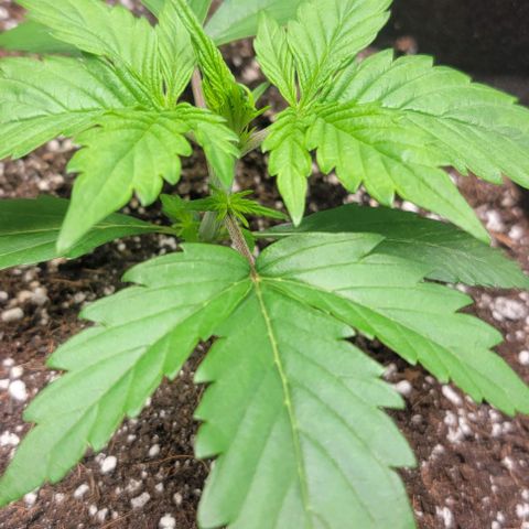 Barneys Farm Runtz Auto Indoor growlog timeline photo