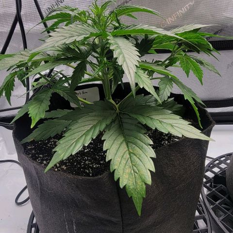 Barneys Farm Runtz Auto Indoor growlog timeline photo