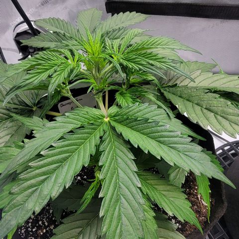 Barneys Farm Runtz Auto Indoor growlog timeline photo