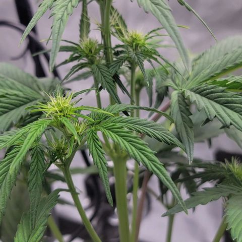 Barneys Farm Runtz Auto Indoor growlog timeline photo