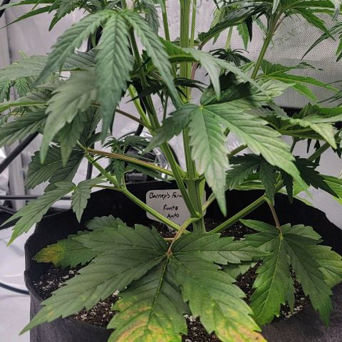 Barneys Farm Runtz Auto Indoor growlog timeline photo