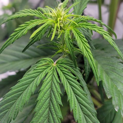 Barneys Farm Runtz Auto Indoor growlog timeline photo