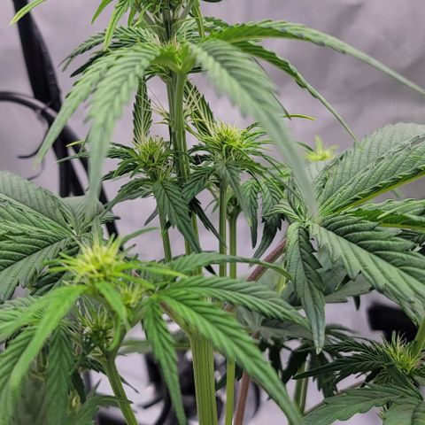 Barneys Farm Runtz Auto Indoor growlog timeline photo