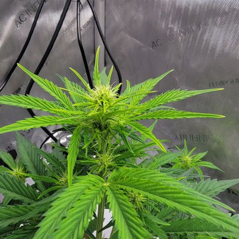 Barneys Farm Runtz Auto Indoor growlog photo: Did some LST and light deformation last night