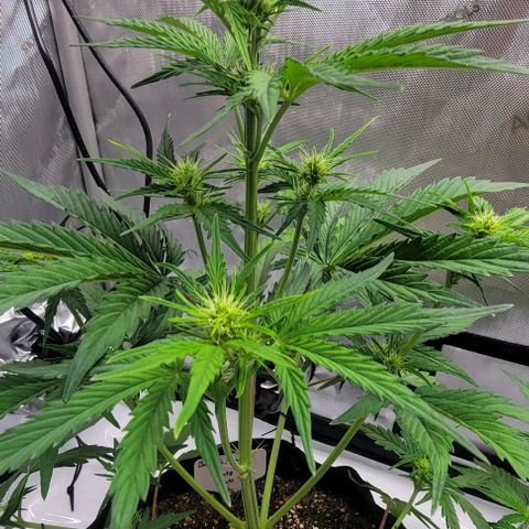 Barneys Farm Runtz Auto Indoor growlog photo: Did some LST and light deformation last night