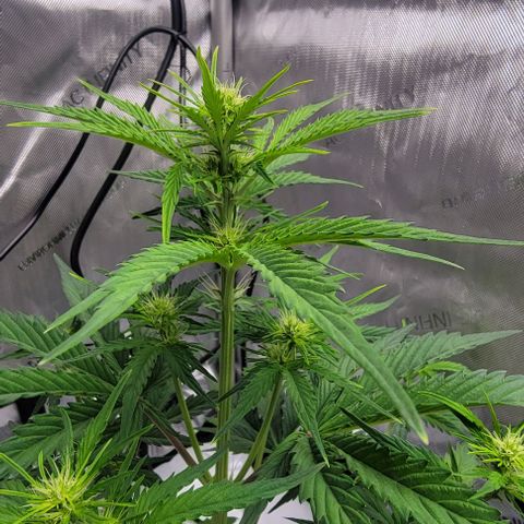 Barneys Farm Runtz Auto Indoor growlog photo: Did some LST and light deformation last night