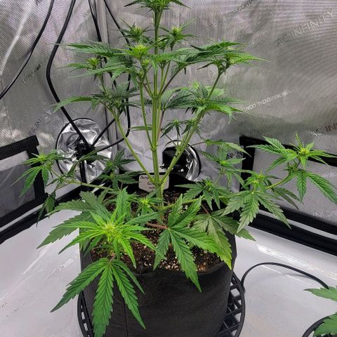 Barneys Farm Runtz Auto Indoor growlog photo: Did some LST and light deformation last night