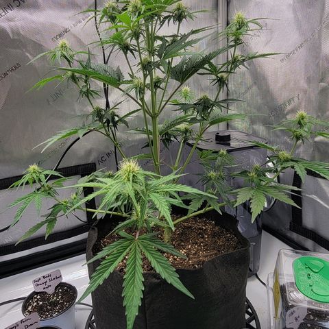 Barneys Farm Runtz Auto Indoor growlog timeline photo