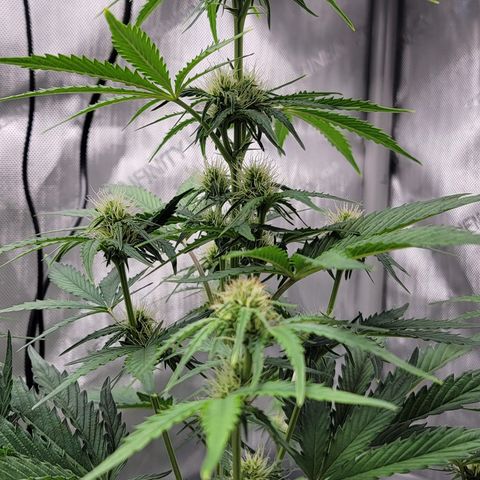 Barneys Farm Runtz Auto Indoor growlog timeline photo