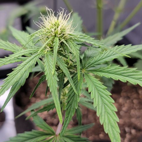 Barneys Farm Runtz Auto Indoor growlog timeline photo