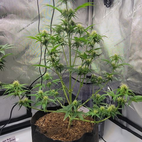 Barneys Farm Runtz Auto Indoor growlog timeline photo