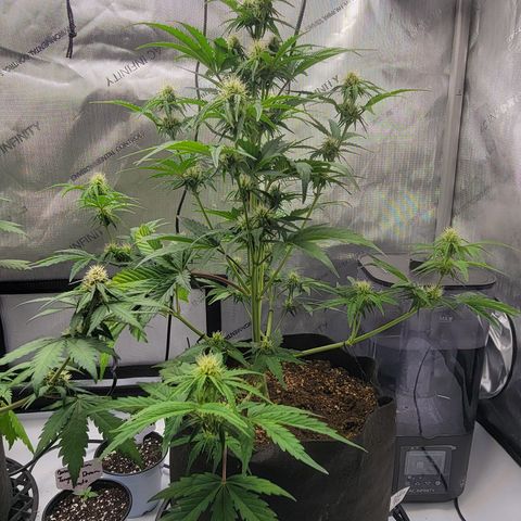 Barneys Farm Runtz Auto Indoor growlog timeline photo