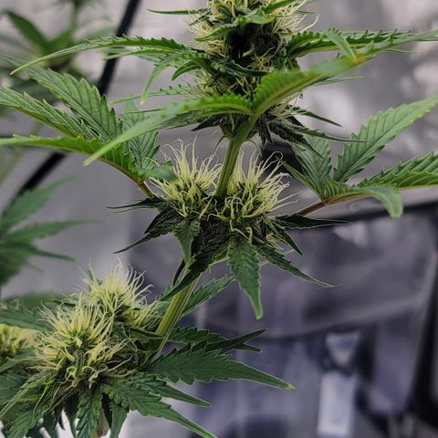 Barneys Farm Runtz Auto Indoor growlog timeline photo