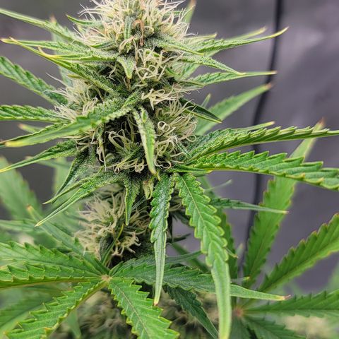 Barneys Farm Runtz Auto Indoor growlog timeline photo