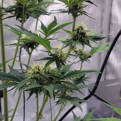 Barneys Farm Runtz Auto Indoor growlog timeline photo
