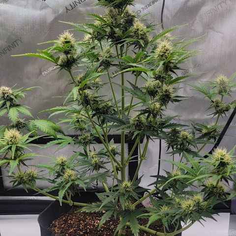 Barneys Farm Runtz Auto Indoor growlog timeline photo