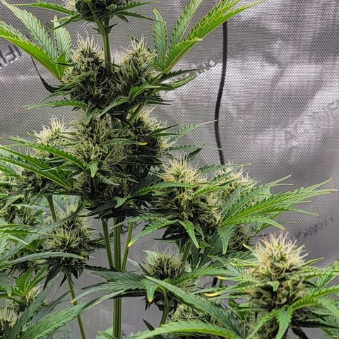 Barneys Farm Runtz Auto Indoor growlog timeline photo