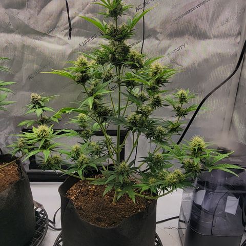 Barneys Farm Runtz Auto Indoor growlog timeline photo