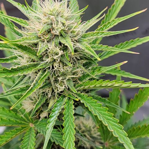 Barneys Farm Runtz Auto Indoor growlog timeline photo