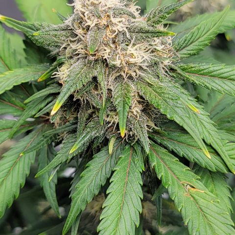 Barneys Farm Runtz Auto Indoor growlog timeline photo