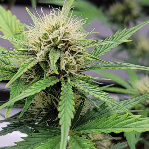 Barneys Farm Runtz Auto Indoor growlog timeline photo