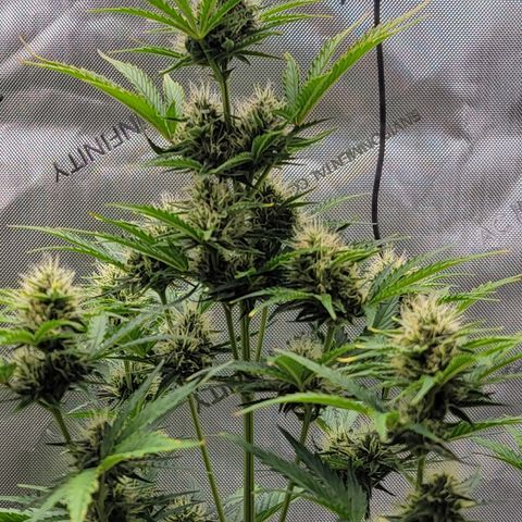 Barneys Farm Runtz Auto Indoor growlog timeline photo