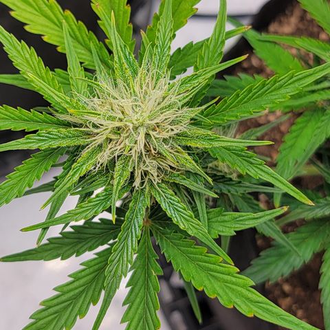 Barneys Farm Runtz Auto Indoor growlog timeline photo