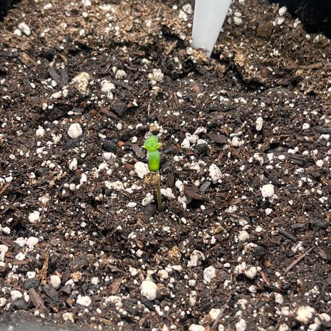 LowRyder Indi growlog timeline photo