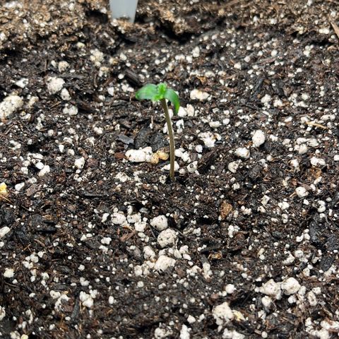LowRyder Indi growlog timeline photo