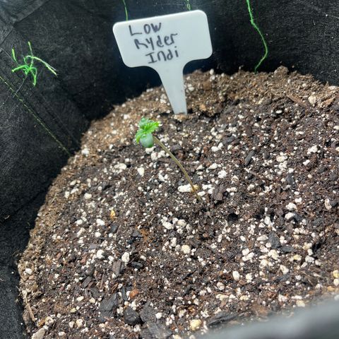 LowRyder Indi growlog timeline photo