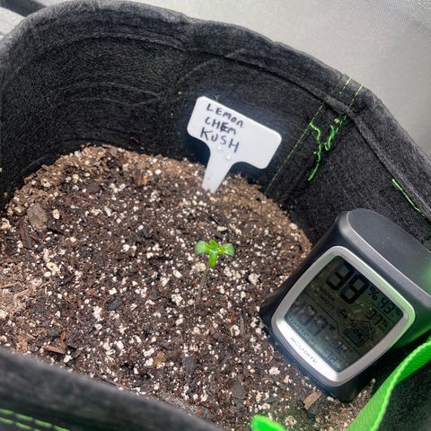 Lemon chem kush  growlog timeline photo