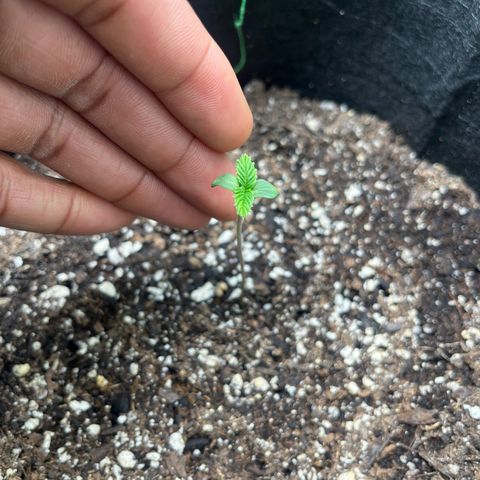 LowRyder Indi growlog timeline photo