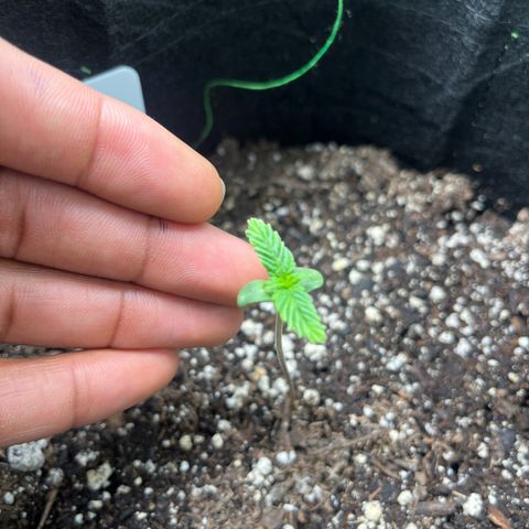 LowRyder Indi growlog timeline photo