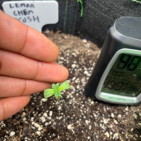 Lemon chem kush  growlog timeline photo