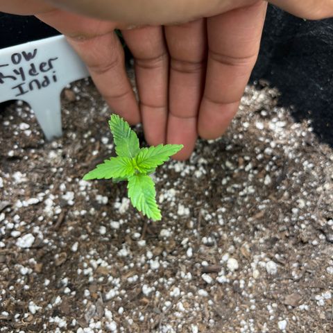 LowRyder Indi growlog timeline photo