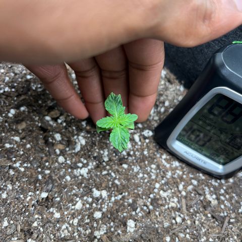 Lemon chem kush  growlog timeline photo