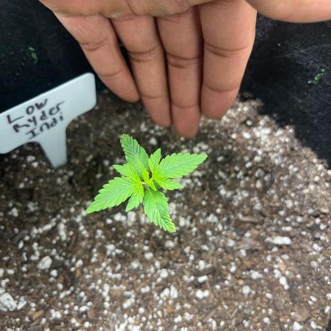 LowRyder Indi growlog timeline photo
