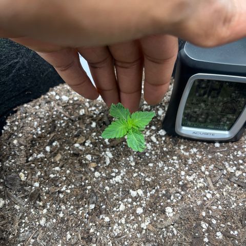 Lemon chem kush  growlog timeline photo