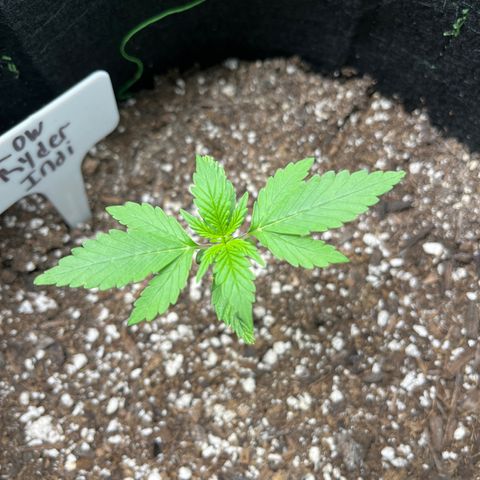 LowRyder Indi growlog timeline photo