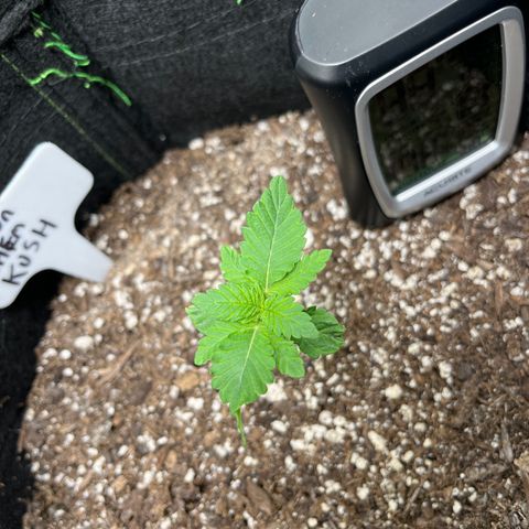Lemon chem kush  growlog timeline photo