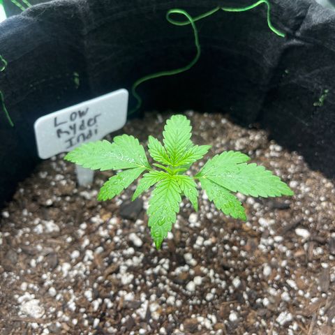 LowRyder Indi growlog timeline photo