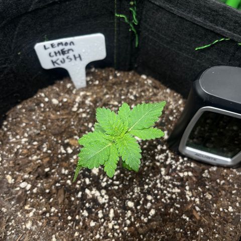 Lemon chem kush  growlog timeline photo