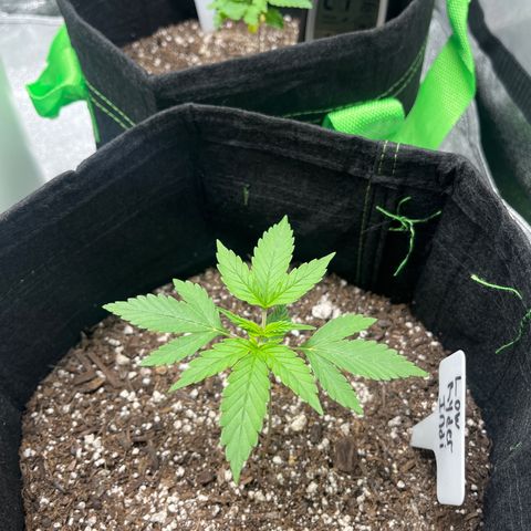 LowRyder Indi growlog timeline photo