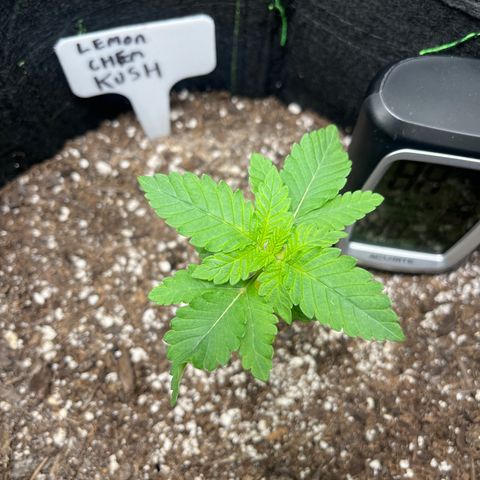 Lemon chem kush  growlog timeline photo