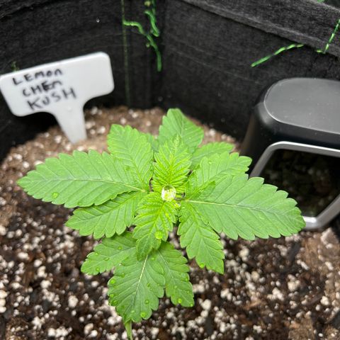 Lemon chem kush  growlog timeline photo