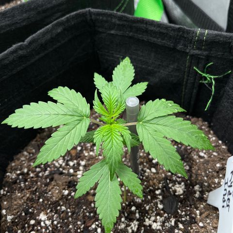 LowRyder Indi growlog timeline photo