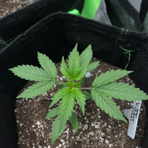 LowRyder Indi growlog timeline photo